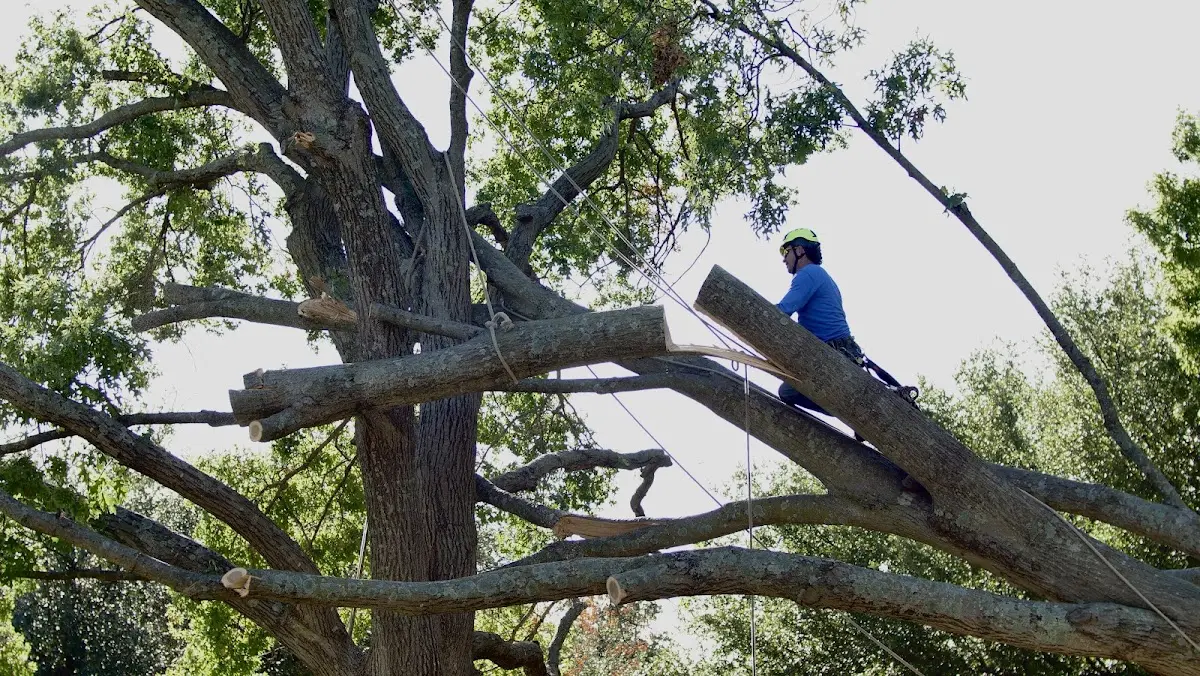 Professional Hazardous Tree Removal performed by certified arborists in Flowood